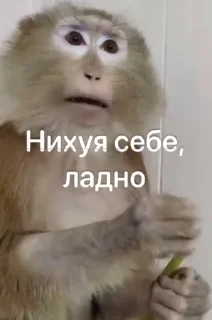 🌟 emoji Лучьше стикеры - @lovesticers Telegram sticker 5 of 100
