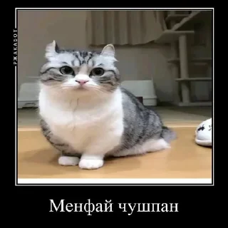 😎 emoji КАМАР 2.0 https://t.me/komarukanal1488 Telegram sticker 9 of 23