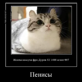 😔 emoji КАМАР 2.0 https://t.me/komarukanal1488 Telegram sticker 19 of 23
