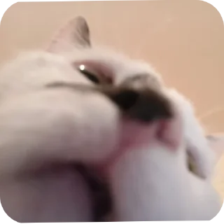 🐱 emoji КОТельная ➡️ @Ctikerubot Telegram sticker 3 of 58