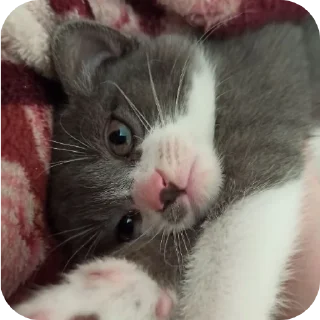 🐱 emoji КОТельная ➡️ @Ctikerubot Telegram sticker 23 of 58