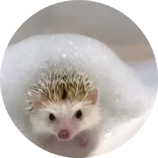 🌟 emoji Лучшие стикеры: @animstikers1 Telegram sticker 17 of 50