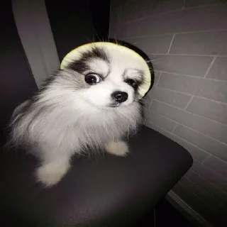 🤨 emoji гучі генг Telegram sticker 2 of 33