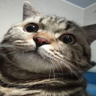 🤯 emoji гучі генг Telegram sticker 16 of 33
