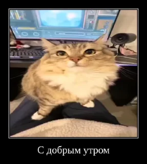 😔 emoji Сво мобилизация 2 @floppa_5555 Telegram sticker 22 of 69