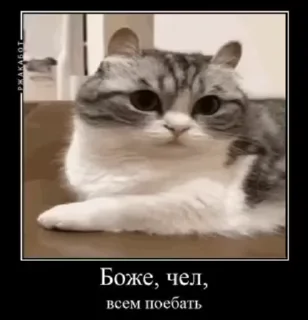 Sticker from Сво мобилизация 2 @floppa_5555