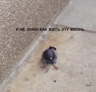 🕊 emoji отключите интернет Telegram sticker 2 of 79