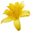🤩 emoji Желтые эмоджи  
tg: @IconIllusions Telegram sticker 2 of 150