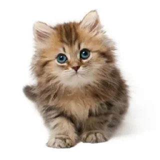 😇 emoji резня изнасилование похороны Telegram sticker 1 of 8
