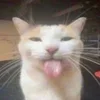 ☺️ emoji Маленки Волело. ➡️ @Ctikerubot Telegram sticker 2 of 10