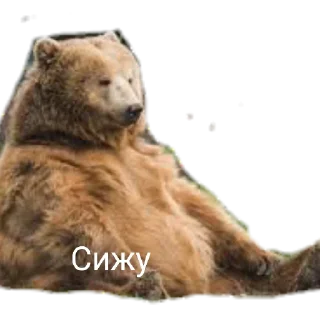 Sticker from Медведи