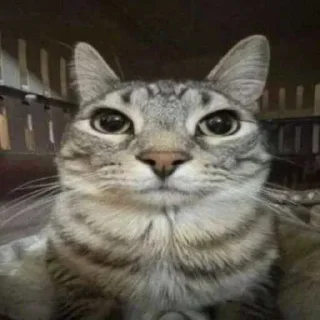 😅 emoji хуцня ебаная 22 года Telegram sticker 19 of 20
