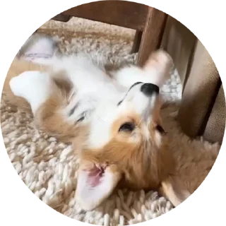 🙂 emoji Корги😍 Telegram sticker 6 of 17