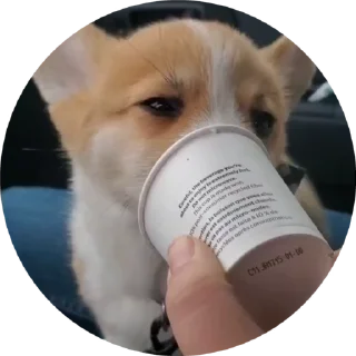 🥤 emoji Корги😍 Telegram sticker 13 of 17