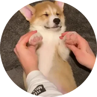 😪 emoji Корги😍 Telegram sticker 7 of 17