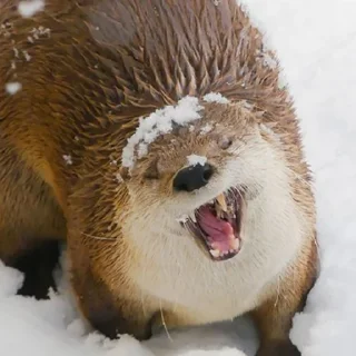 🥴 emoji выдр ЫЫ Telegram sticker 22 of 45