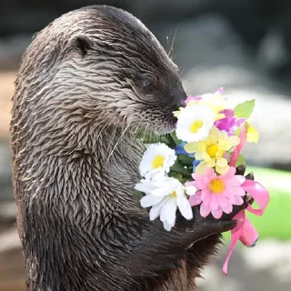 💐 emoji выдр ЫЫ Telegram sticker 10 of 45