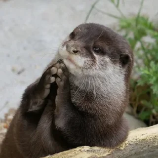 🙏 emoji выдр ЫЫ Telegram sticker 23 of 45