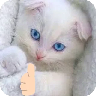 🐱 emoji Стив @kanal_stivena Telegram sticker 6 of 20