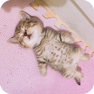 🐱 emoji атлант Telegram sticker 1 of 34