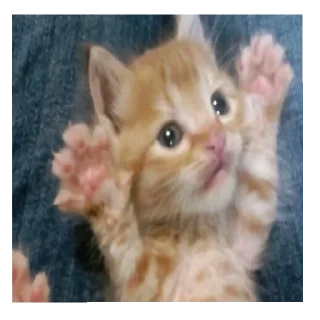 🐱 emoji атлант Telegram sticker 17 of 34