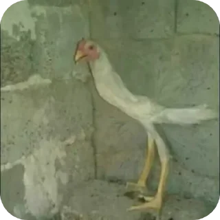 🐦 emoji Аа мама выкинула гомункула @KurtFan69 Telegram sticker 22 of 120