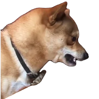 🐕 emoji Больше стикеров: @sticerru Telegram sticker 1 of 13