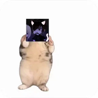 💃 emoji Куропаточка для Шери, и котики для шери Telegram sticker 24 of 25