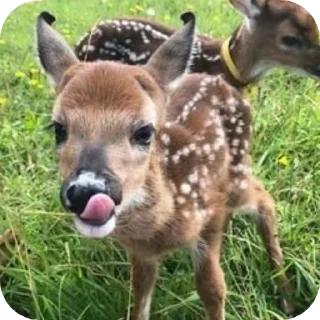 😋 emoji |𐌺𐌹𐍄𐍄𐌴𐌽𐍃,𐌱𐌹𐍂D𐍃,D𐌴𐌴𐍂 @shchobshokuvaty Telegram sticker 1 of 47