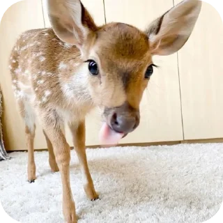 😝 emoji |𐌺𐌹𐍄𐍄𐌴𐌽𐍃,𐌱𐌹𐍂D𐍃,D𐌴𐌴𐍂 @shchobshokuvaty Telegram sticker 17 of 47