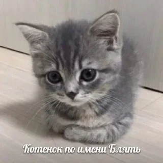 😞 emoji Meow~(by @clown_fuck) Telegram sticker 19 of 47
