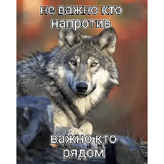😄 emoji Цитаты волка Telegram sticker 8 of 13
