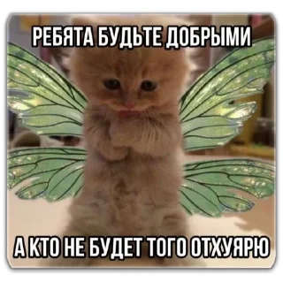 🌈 emoji котты @dilonshy @chyatichek Telegram sticker 18 of 87