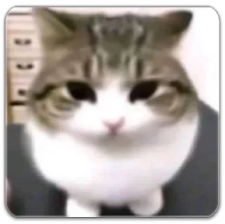 💬 emoji котты @dilonshy @chyatichek Telegram sticker 12 of 87