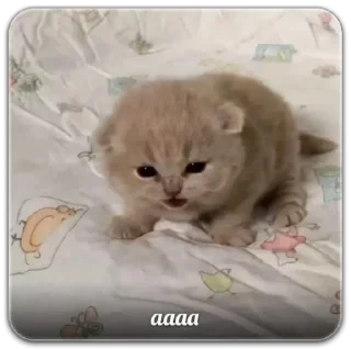 💥 emoji котты @dilonshy @chyatichek Telegram sticker 14 of 87