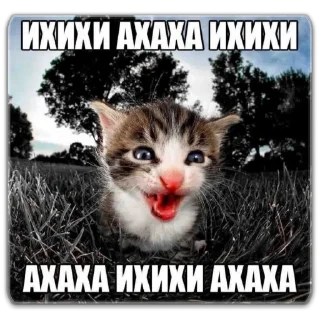 😂 emoji котты @dilonshy @chyatichek Telegram sticker 5 of 87