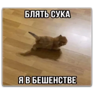 👊 emoji котты @dilonshy @chyatichek Telegram sticker 19 of 87