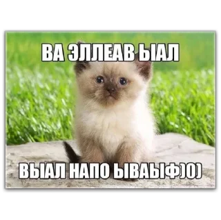 💕 emoji котты @dilonshy @chyatichek Telegram sticker 8 of 87