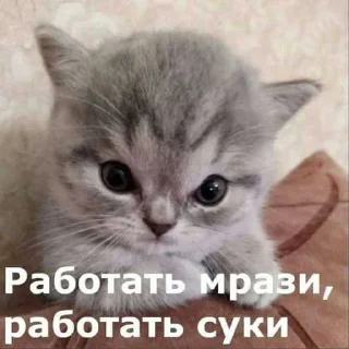 😱 emoji котейки. ➡️ @Ctikerubot Telegram sticker 22 of 102