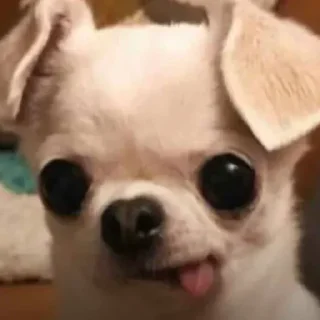 😝 emoji Мяу Telegram sticker 19 of 49