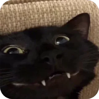🤪 emoji MeowWw Telegram sticker 5 of 115