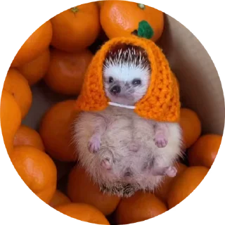 🌟 emoji Больше стиков тут: @stikery4 Telegram sticker 1 of 24