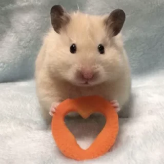 🐹 emoji @VLAGA_STICK 👈 Там ВСЕ стикеры❤️ Telegram sticker 22 of 37