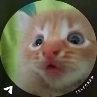 🌟 emoji Буль буль Карасики Telegram sticker 11 of 49