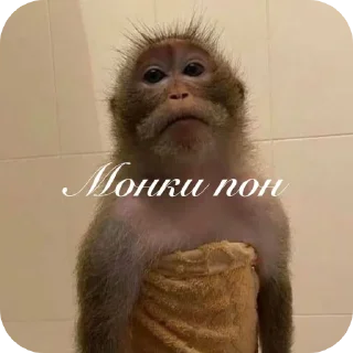 🧔 emoji Бибизьяна Telegram sticker 3 of 3