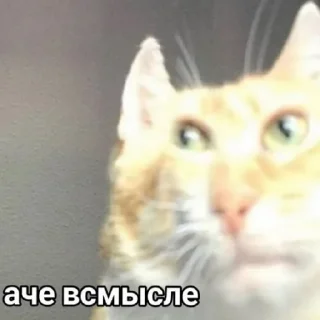 😄 emoji Кошары Telegram sticker 13 of 15