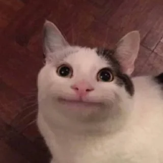😄 emoji Кошары Telegram sticker 9 of 15