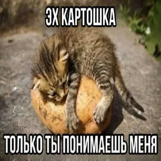 🙁 emoji Уро котеки ➡️ @Ctikerubot Telegram sticker 14 of 41
