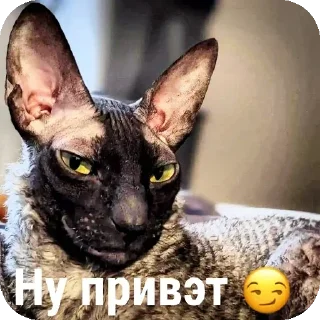 😏 emoji Еда убийцы 🦴⬇️ @Staceyhuk Telegram sticker 22 of 94