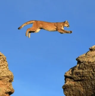 Sticker from Puma ( cougar,mountain lion 💋)